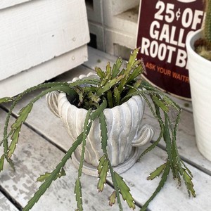 Pot/Planter dulton cactus