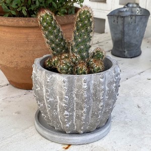 Pot Cactus CEMENT US