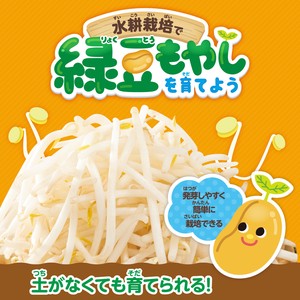 水耕栽培で緑豆もやしを育てよう