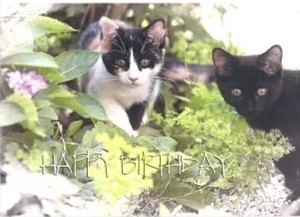 Postcard Happy Birthday Cat