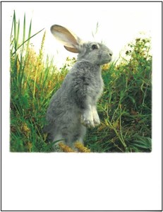 Postcard Design Rabbit
