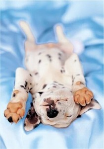 Postcard Animal Puppy Dog