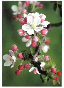 Postcard Cherry Blossoms