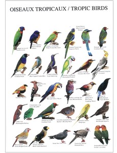 Postcard Birds