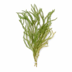 [スドー] メダカの天然産卵藻