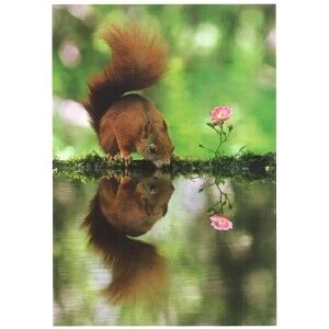 Germany Imports Postcard Squirrel Photography