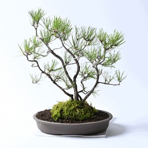 【日本製プランター/瀬戸焼盆栽鉢】□64821 COBAN PLANTER 11"