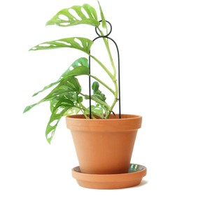 植物用くいミニ　ブラック　ポンポン　支柱　ガーデニング　おしゃれ