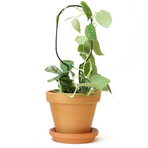 植物用くいミニ　ブラック　フープ　インテリア　ガーデン　アクセサリー　支柱　おしゃれ