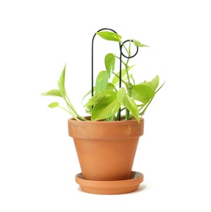 植物用くいミニ　ブラック　バンプ　支柱　ガーデニング　観葉植物　おしゃれ