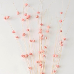 DRIED PLANTS - COCO BELL　ドライプランツ ドライフラワー 造花