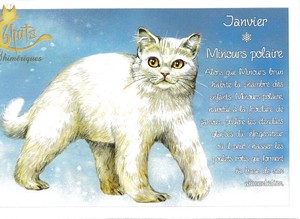 セブリーヌ 【 キャット ポストカード 】 Janvier Minours polaire 1月 ホッキョクグマ 猫 ネコ ハガキ