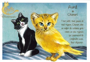 セブリーヌ 【 キャット ポストカード 】 Avril Chanari 4月 カナリア 猫 ネコ ねこ ハガキ はがき