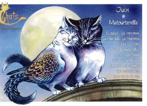 セブリーヌ 【 キャット ポストカード 】 Juin Matourterelle 6月 キジバト 猫 ネコ ねこ ハガキ はがき