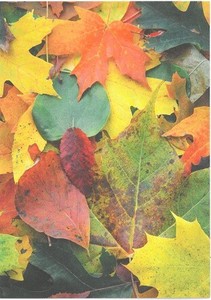 Postcard Fallen Leaves