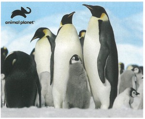 【ジグソーパズル】3Dパズル100ピース　アニマルプラネット　ペンギン