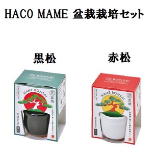HACO MAME 盆栽栽培セット　GD-965