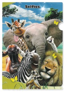 【動物】3Dクリアホルダー　ハワードロビンソン　アフリカの動物たちの自撮り写真　18437