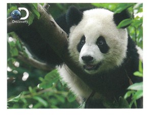 【動物】3Dポスター　ディスカバリー　パンダ　28509