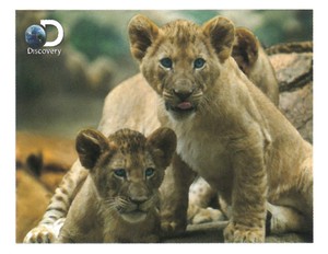 【動物】3Dポスター　ディスカバリー　ライオン　28501