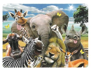 【動物】3Dポストカード　ハワードロビンソン　アフリカの動物たちの自撮り写真　18725