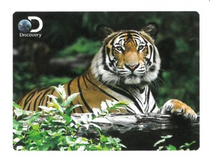 【動物】3Dポストカード　ディスカバリー　トラ　18702