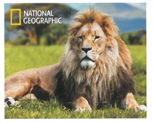 【ジグソーパズル】3Dパズル500ピース　ナショナルジオグラフィック　アフリカライオン　10051