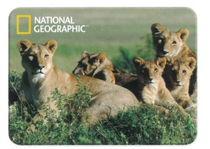 【動物】3Dマグネット　ナショナルジオグラフィック　アフリカのライオン　18825