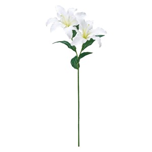 2 3 Lily WHITE