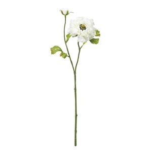 2 3 Raffle Ranunculus 1 WHITE
