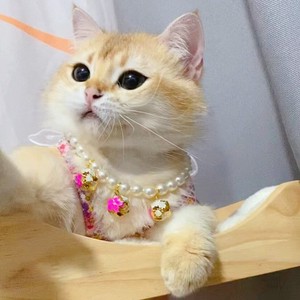 猫用服装 花 项链 狗 猫