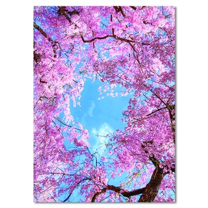 Cherry Blossoms Postcard Cherry Blossoms