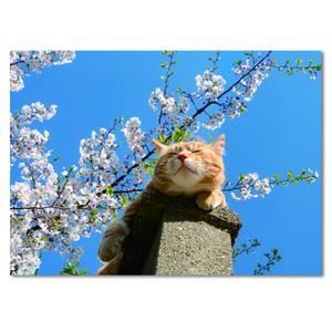 Cherry Blossoms Postcard cat Cherry Blossoms Cat Photography Photography