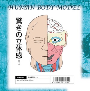 「貯金箱」人体模型バンク