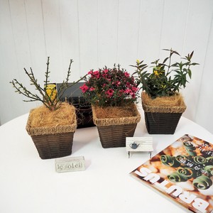 【春・ガーデニング・植物】VM 春の花木色々バスケット