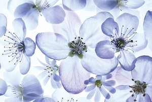 ポストカード　ブルーの花