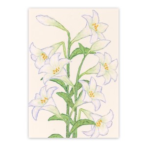 Greeting Card Lily
