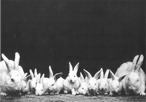 Postcard Animal Rabbit Family
