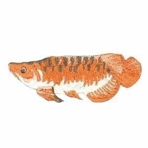 【ワッペン】アロワナ　図鑑コレクション　魚【入園入学】【お子様】【デコ】