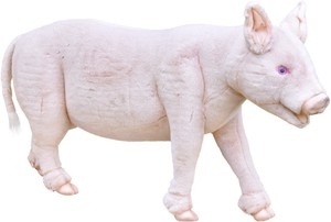 【HANSA製品】ブタ　106　　PIG　JUVENILE　L．S．