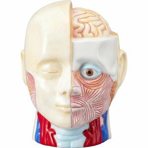 人体模型バンク