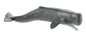 シュライヒ　マッコウクジラ