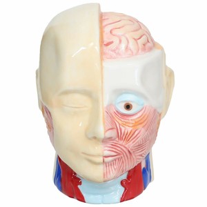 【貯金箱】人体模型バンク