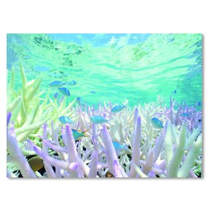 サマー3Dポストカード■レンチキュラー製法により立体的に見える■南国の海の中のサンゴと魚たち