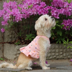 Dog Clothes Top Cropped Spring/Summer L Short Length Autumn/Winter