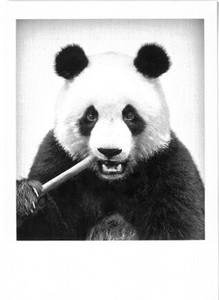 明信片 黑白 熊猫