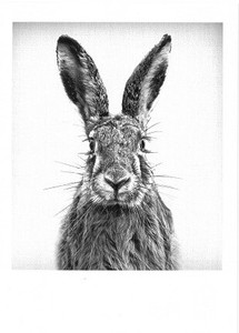 Postcard Rabbit Monochrome