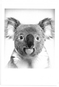 ■輸入ポストカード★モノクロポストカード　Koala　コアラ