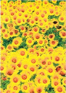 Postcard Sunflower