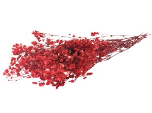 即納 かすみそうブロッサム レッド プリザーブドフラワー カスミソウ 霞 花材 小さい花 赤色